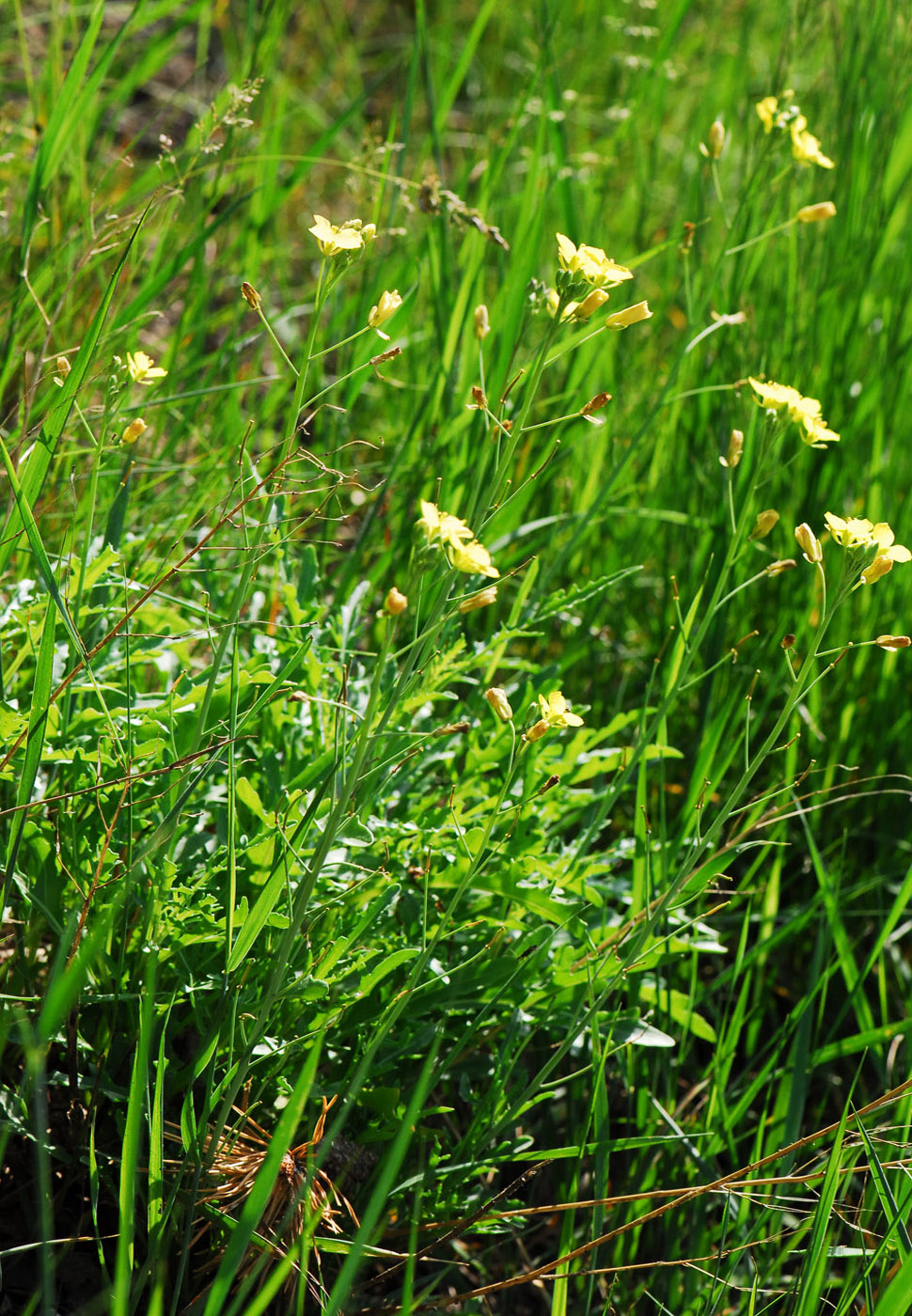 Blühend Schmalblättriger Doppelsame Flora Natur im AustriaForum